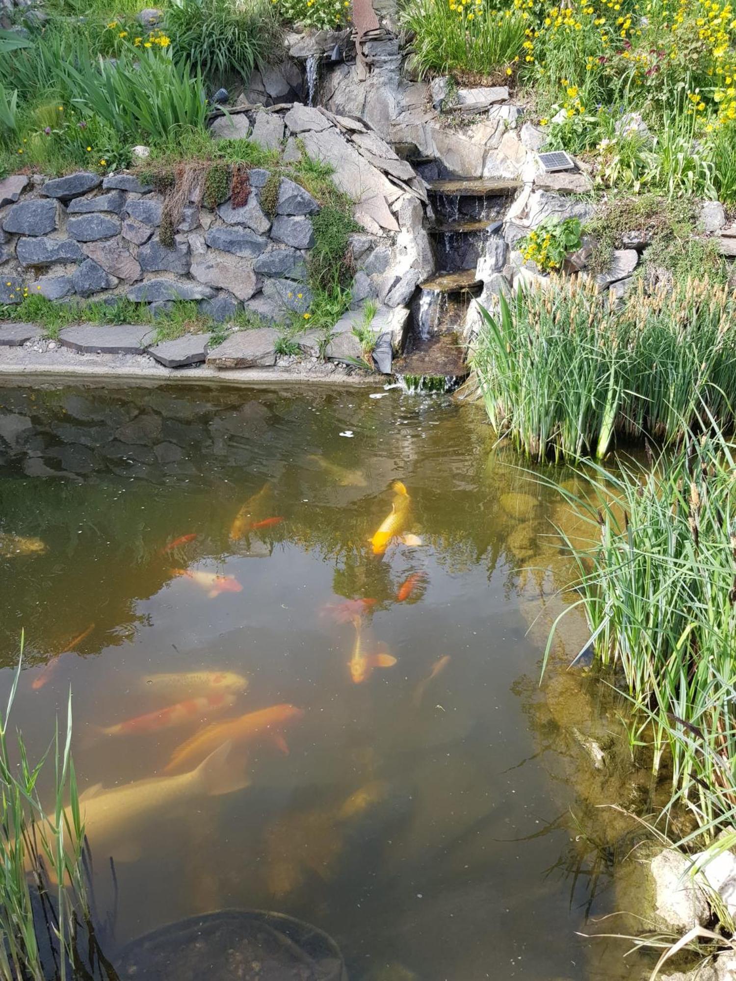 Wohlfuehlen Am Gartenteich Oberzissen Eksteriør billede